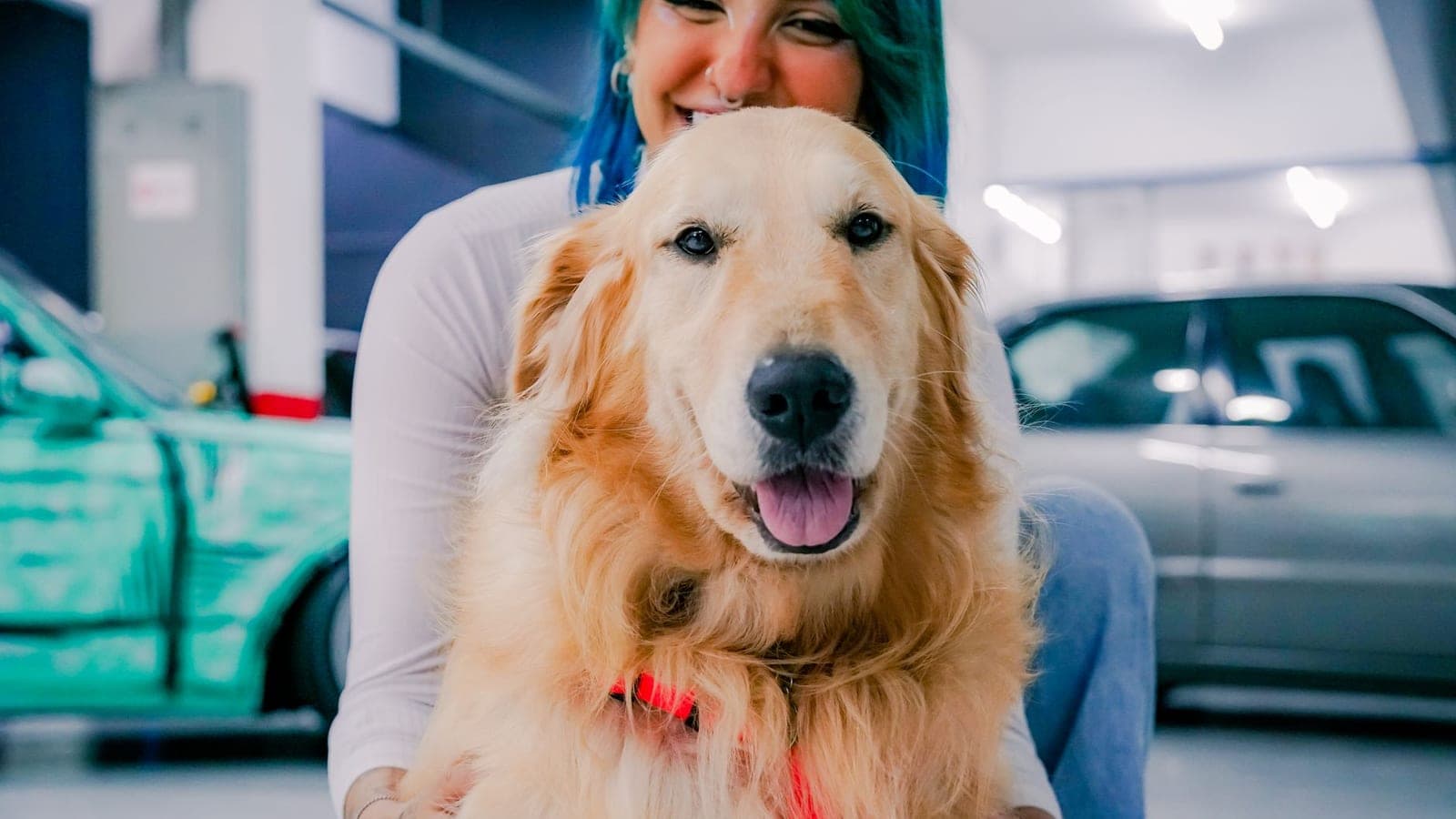 Happy golden retriever sitting with its owner in a garage beside cars, illustrating the best vehicle for pet transport