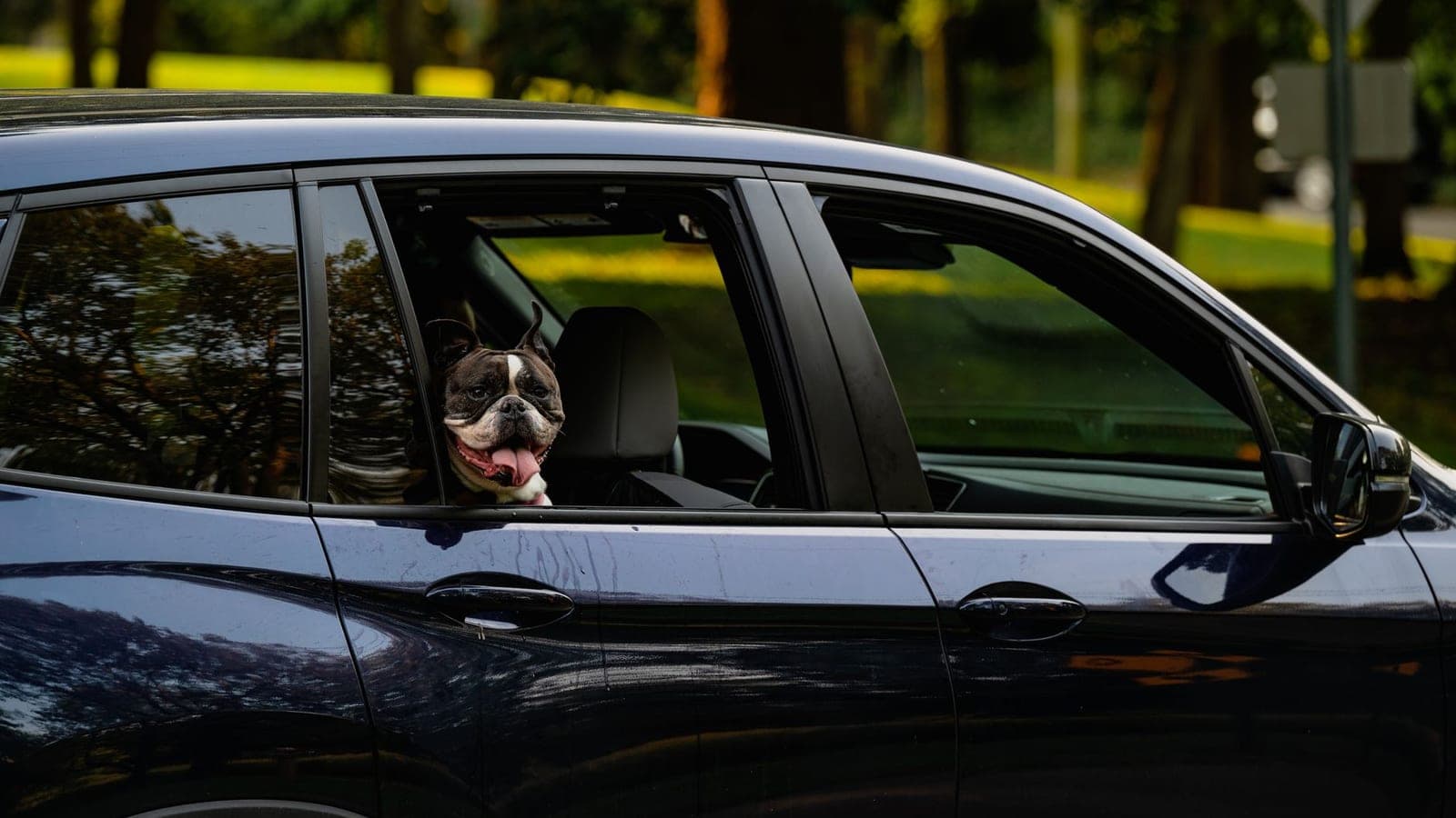 Happy French bulldog looking out an SUV window, illustrating the cheapest way to transport a dog across country by car
