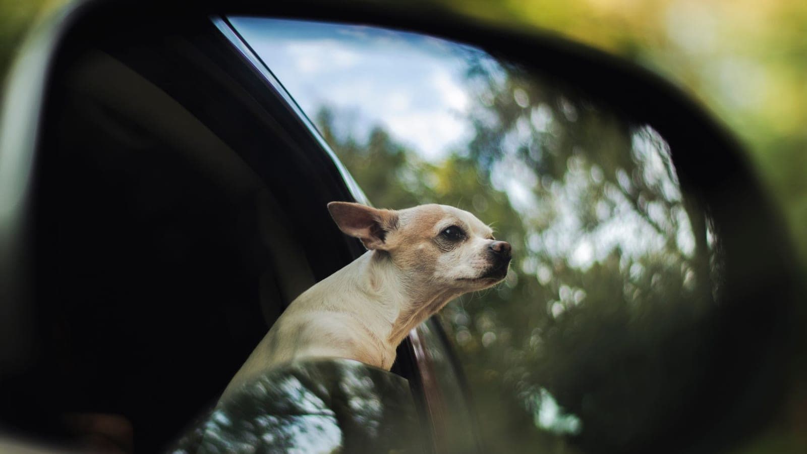 Chihuahua looking out a car window seen in the side mirror on a highway, illustrating ground vs air pet transport
