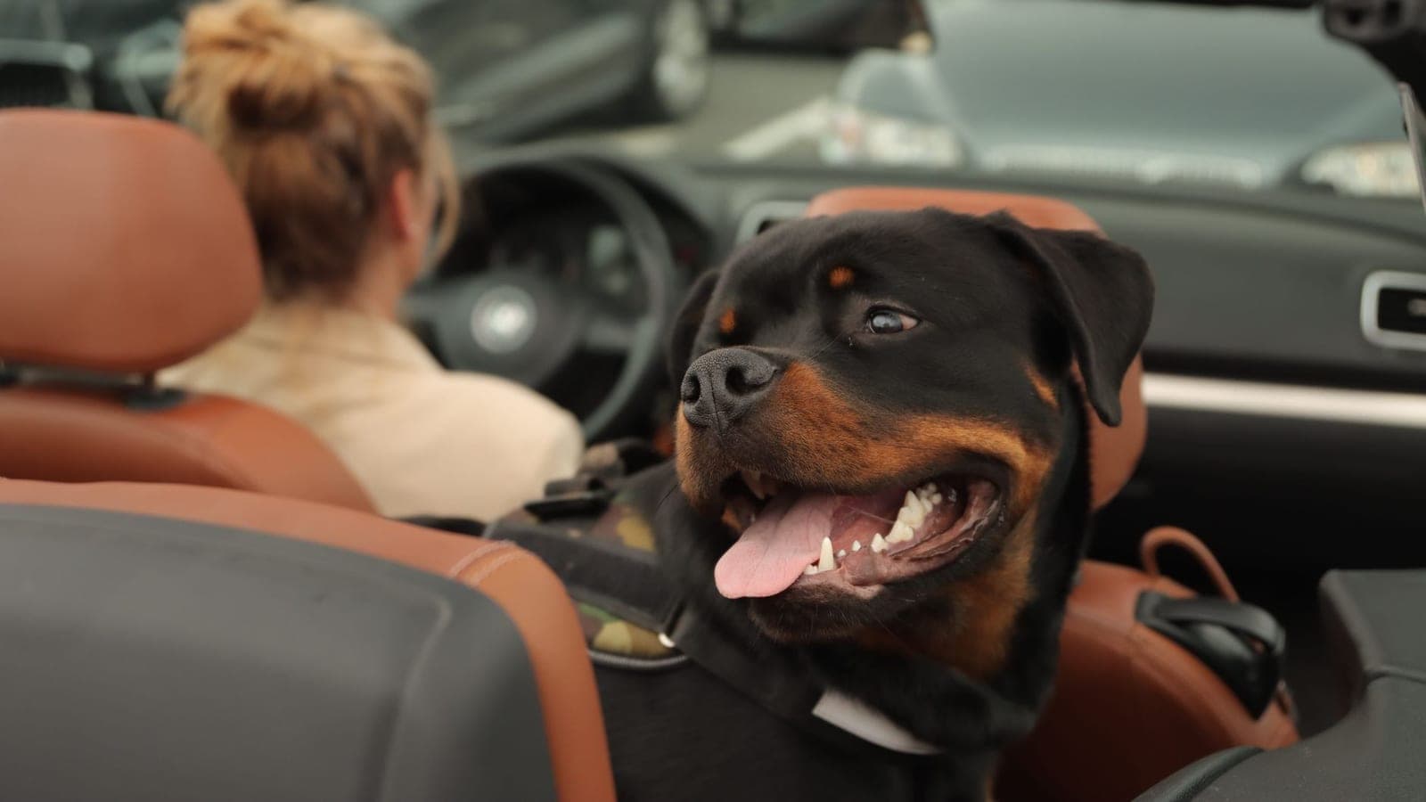 Happy Rottweiler riding in the back seat of a car, showing how does pet transport work door to door