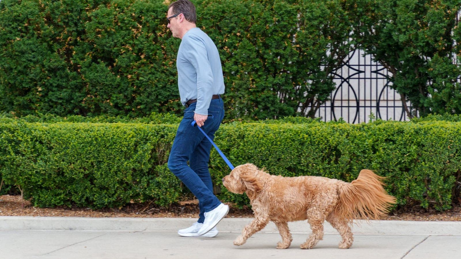 Man walking a happy cockapoo on a leash down a sidewalk, a first step for anyone learning how to become a pet transporter