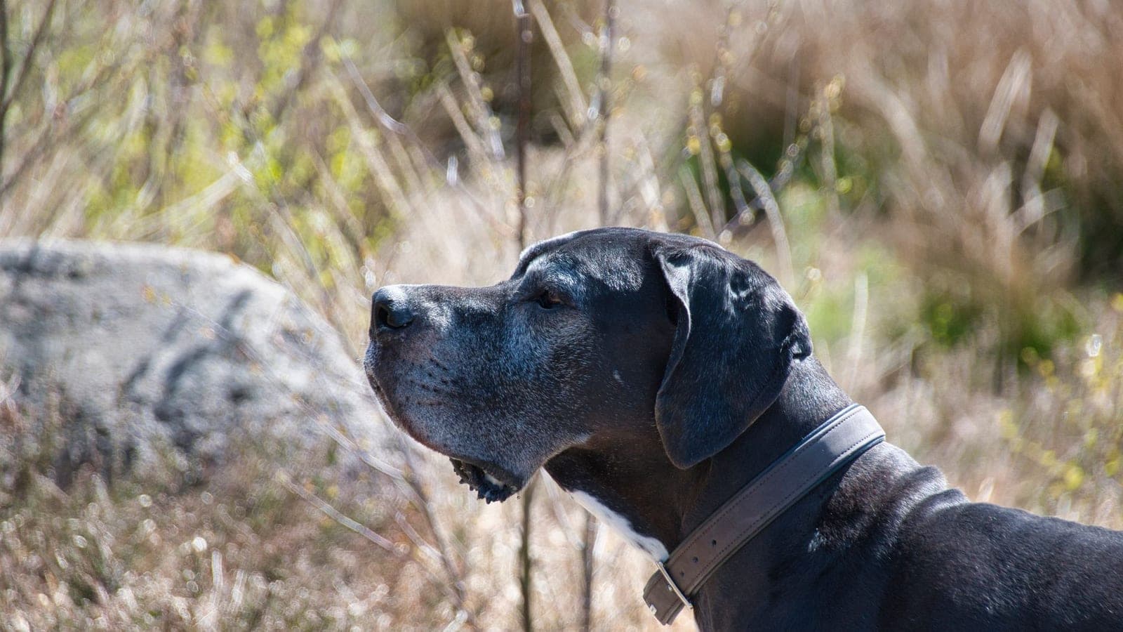 Great Dane portrait in a sunny field, a giant breed that shows how to transport a large dog across country when it is too big to fly