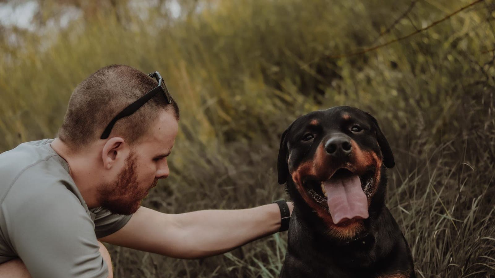 Man crouching in a field petting a happy Rottweiler, a driver working out how much do pet transporters make after expenses