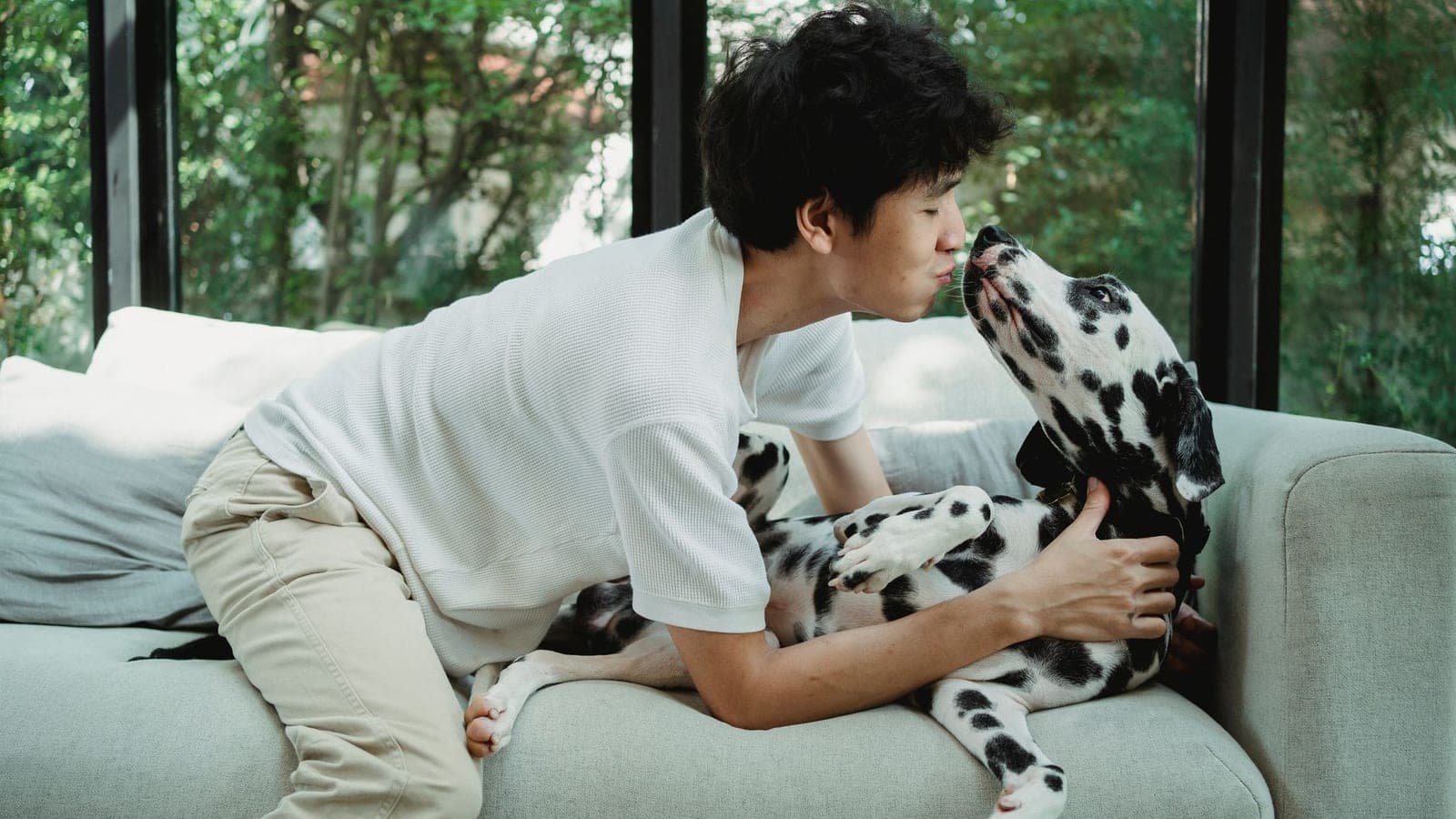 Owner playing with a happy Dalmatian on the couch at home, asking how much does pet transportation cost for a move