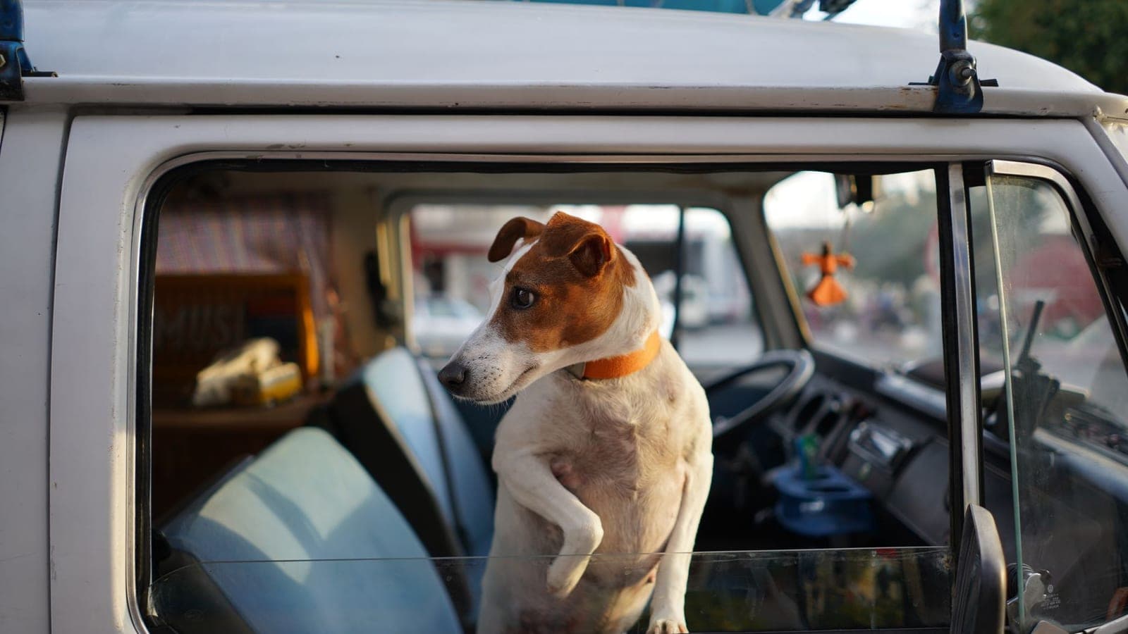Jack Russell terrier standing on the seat of a van, the kind of vehicle covered by a USDA pet transport license