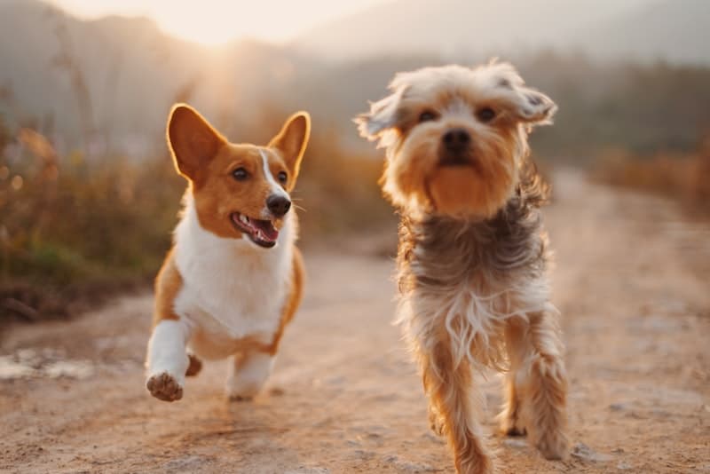 GoGoPets dog transportation - verified driver, door-to-door service