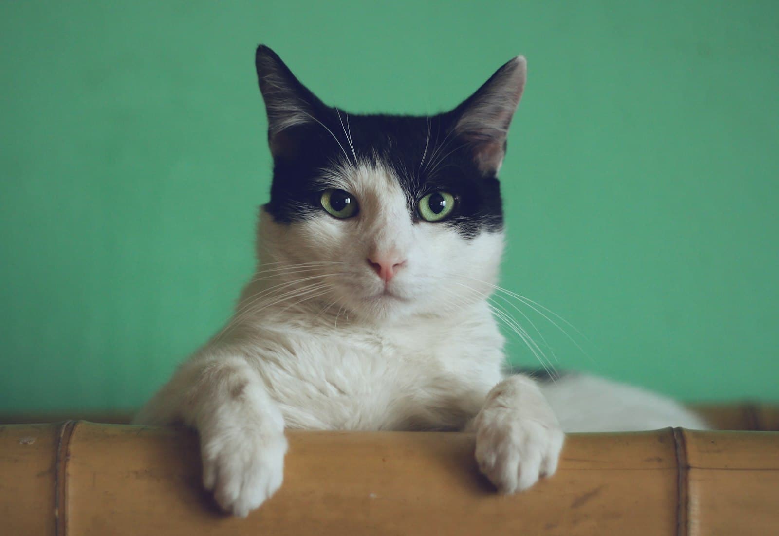 Stress-free cat transport - calm solo travel with GoGoPets