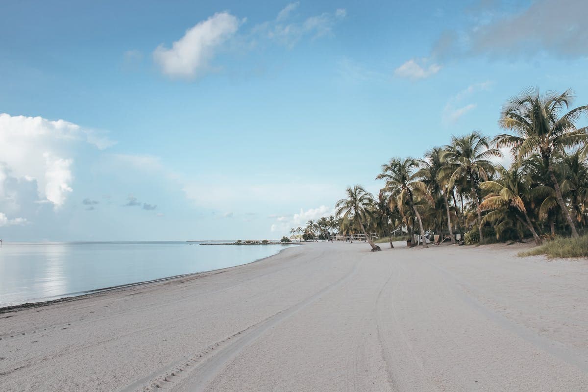 Pet transportation in Alabama - Gulf Coast beach with palm trees