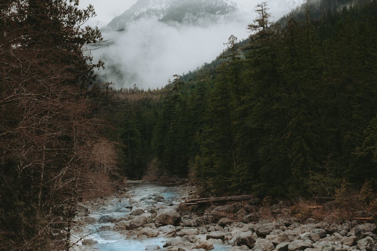 Pet transportation in Alaska - river through forested mountain wilderness