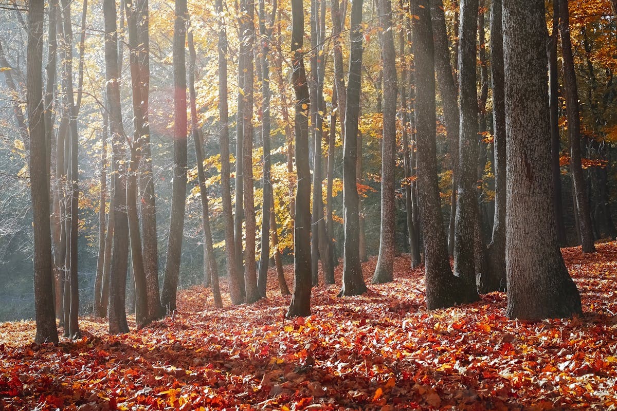 Pet transportation in Connecticut - New England fall foliage forest