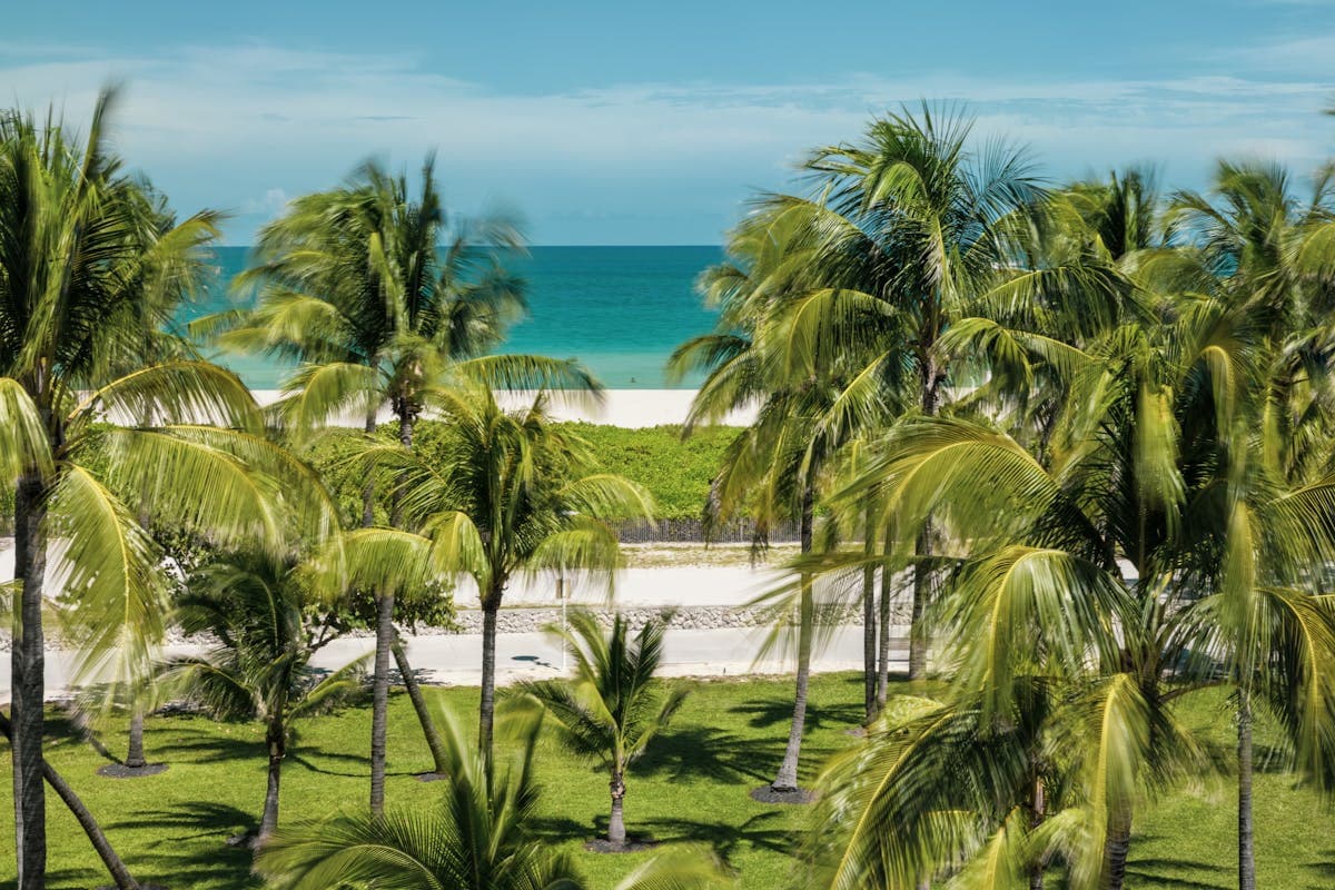 Pet transportation in Florida - Miami Beach shoreline