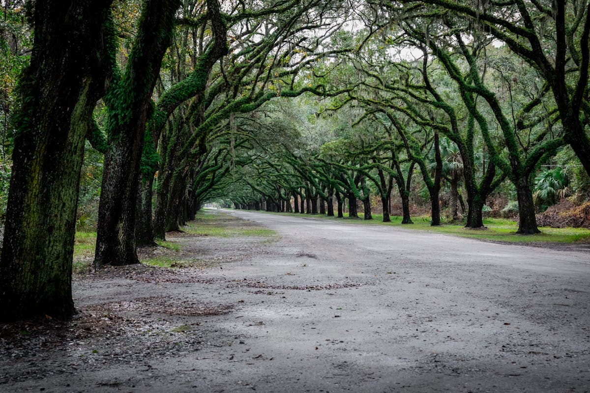 Pet transportation in Georgia - Savannah historic oak-lined streets