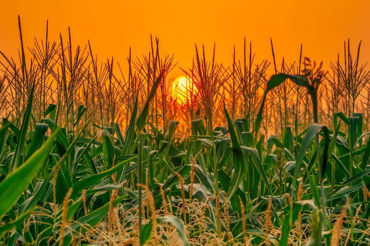 Pet transportation in Kansas - cornfield under vivid orange sunset