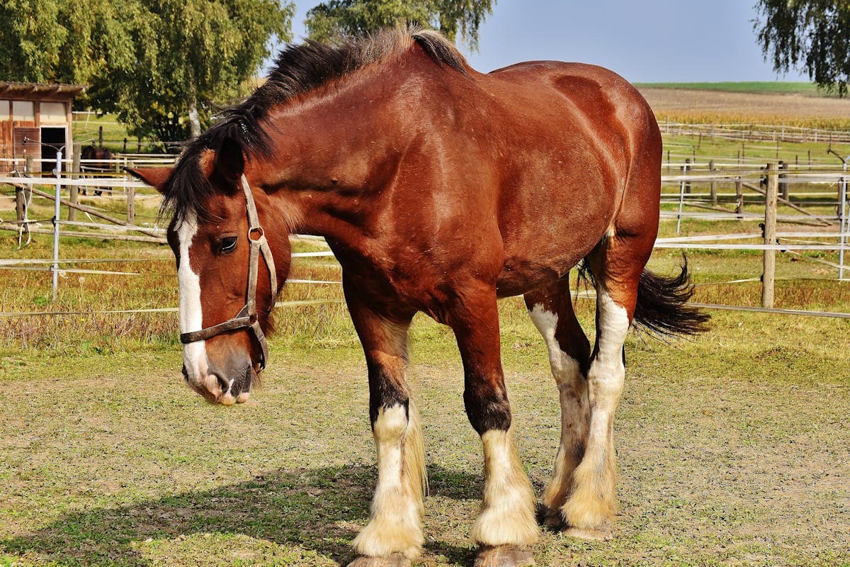 Pet transportation in Kentucky - horse on a bluegrass farm