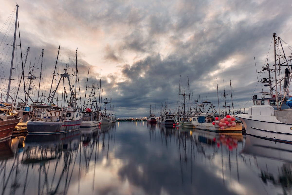 Pet transportation in Maryland - Chesapeake Bay marina sailboats