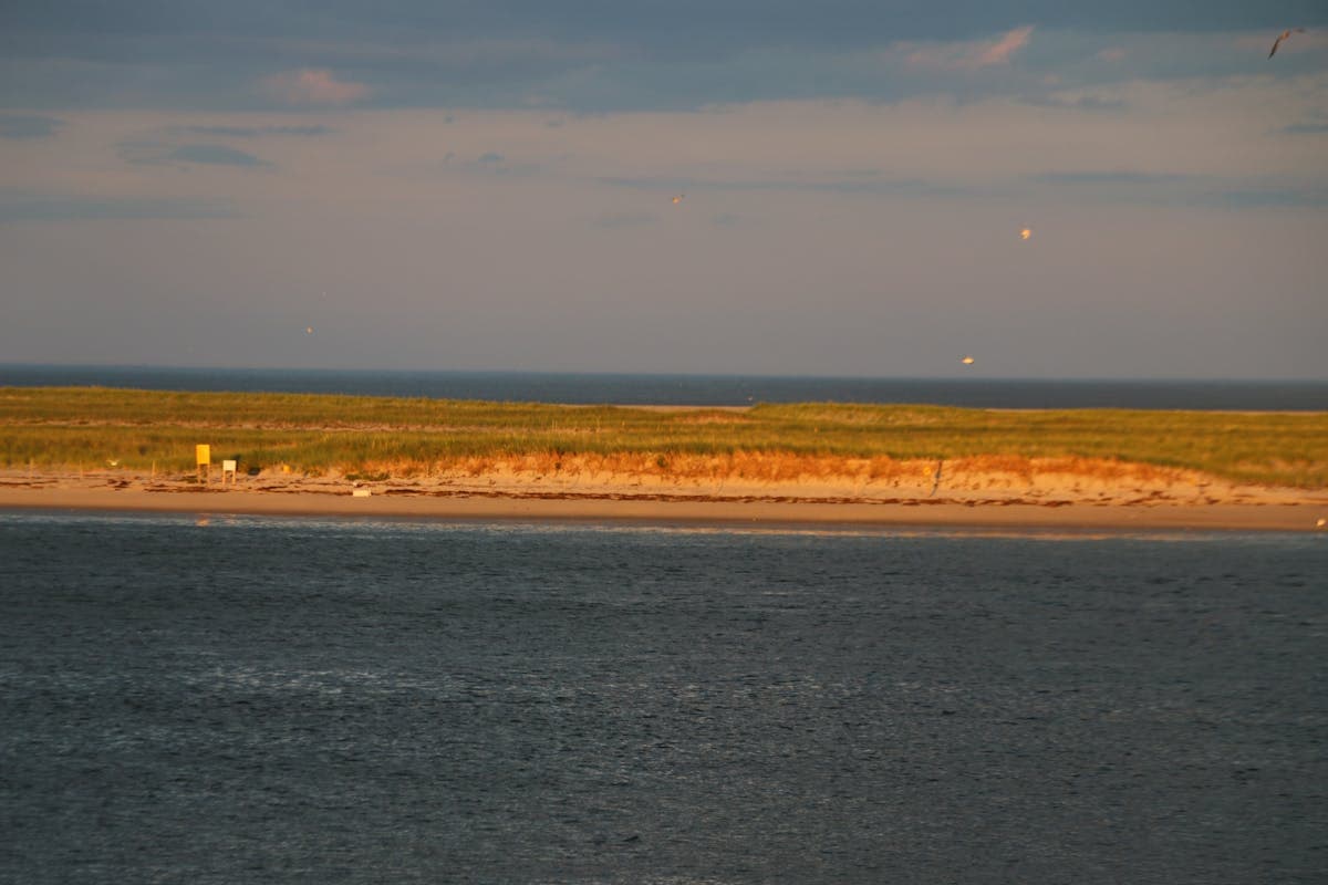 Pet transportation in Massachusetts - Cape Cod beach and shoreline