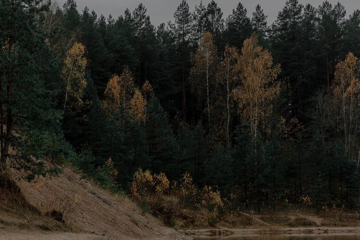 Pet transportation in Michigan - Great Lakes sandy shoreline