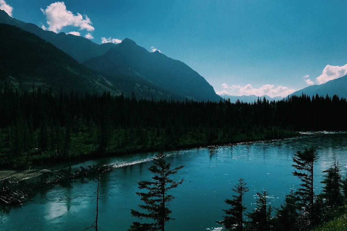 Pet transportation in Mississippi - river through forested terrain