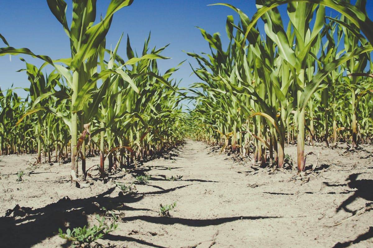 Pet transportation in Nebraska - Great Plains farmland landscape