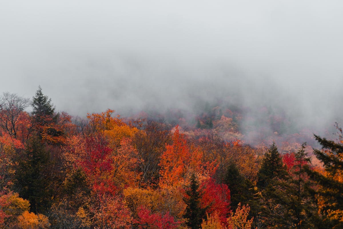 Pet transportation in New Hampshire - White Mountains autumn foliage
