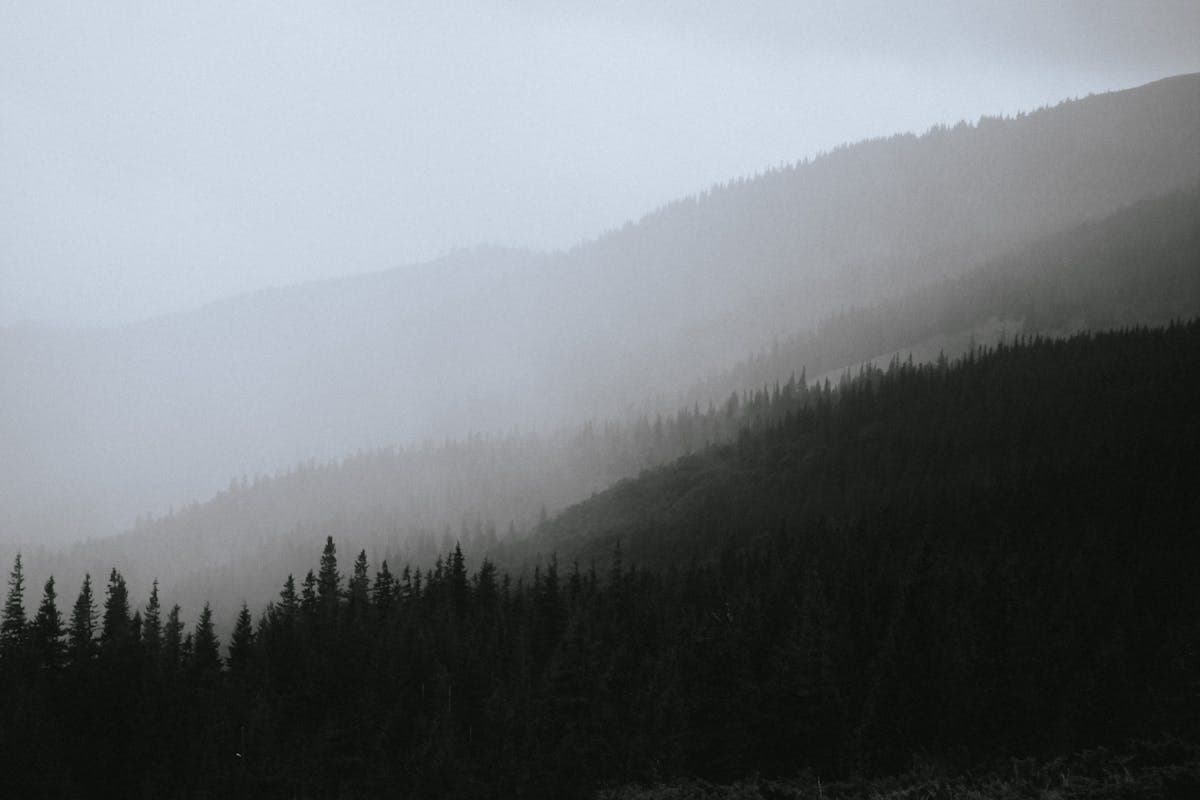 Pet transportation in Tennessee - Great Smoky Mountains in morning fog