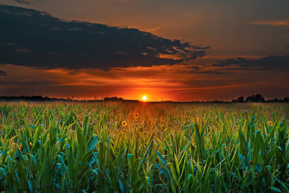 Pet transportation in Texas - golden Texas countryside at sunset