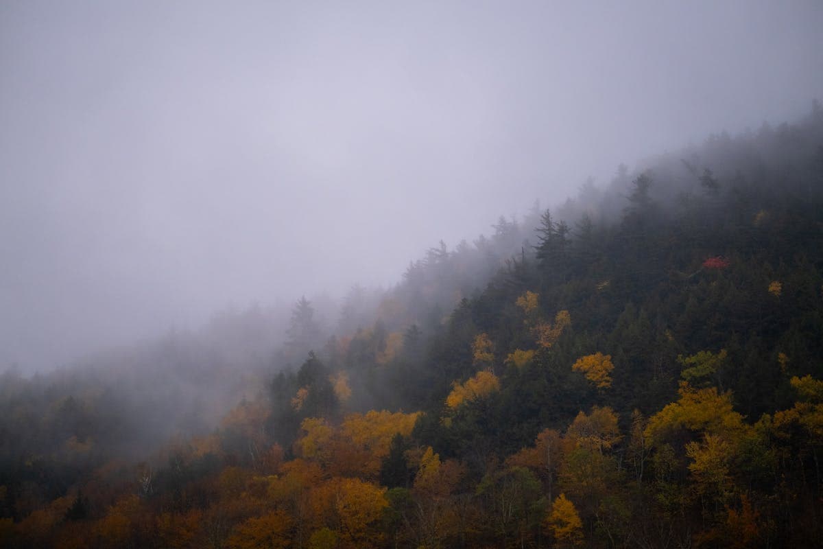 Pet transportation in Vermont - misty autumn forest foliage