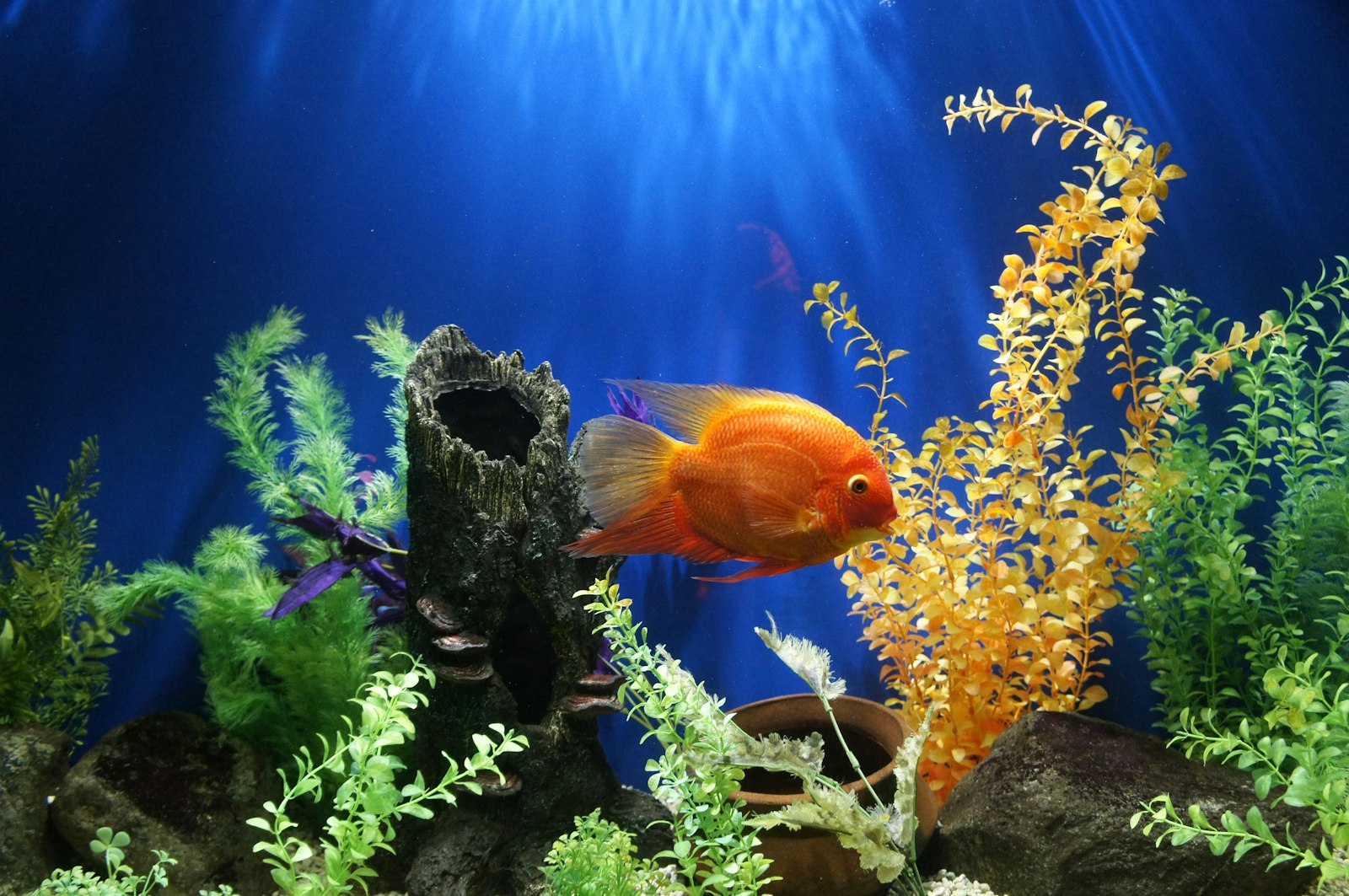 Live fish transport - oxygen-rich containers, temperature maintained