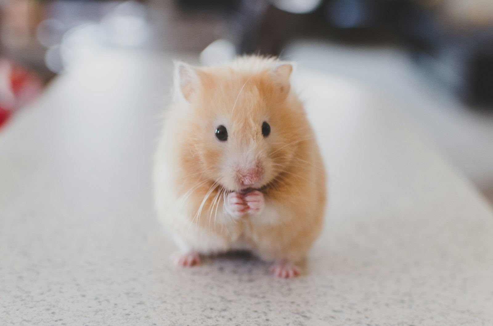 Post Your Pet Request