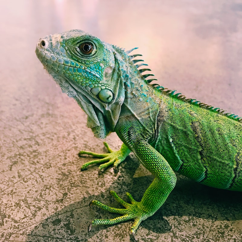 Reptile transportation - climate-controlled transport with GoGoPets