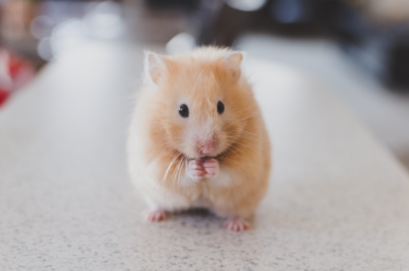 Small mammal transport - rabbits, guinea pigs, hamsters with GoGoPets
