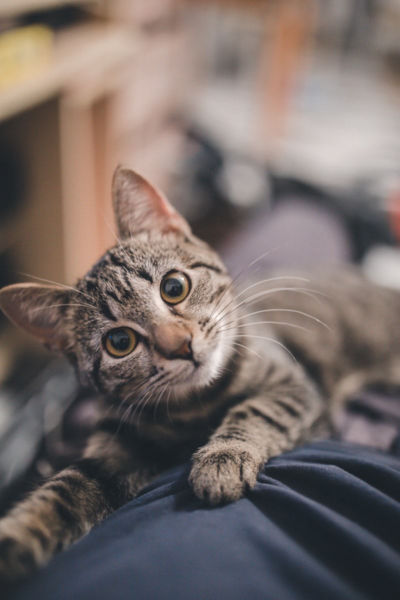 Track & Receive Your Pet
